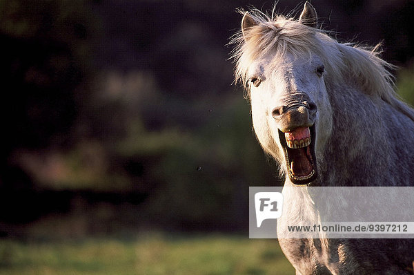 Portrait lachen Tier Pferd Equus caballus Säugetier Tierischer Kopf Tierkopf