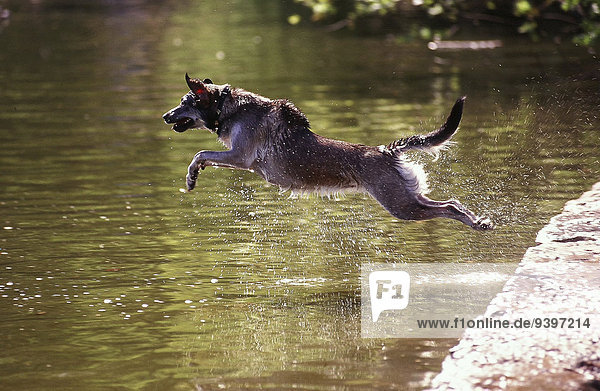 Wasser Hund springen