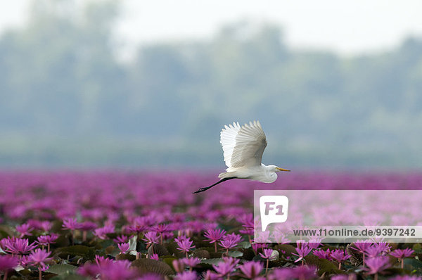 Wasser Seerose fliegen fliegt fliegend Flug Flüge Blume Vogel pink Asien Weißer Reiher weiße reiher Thailand