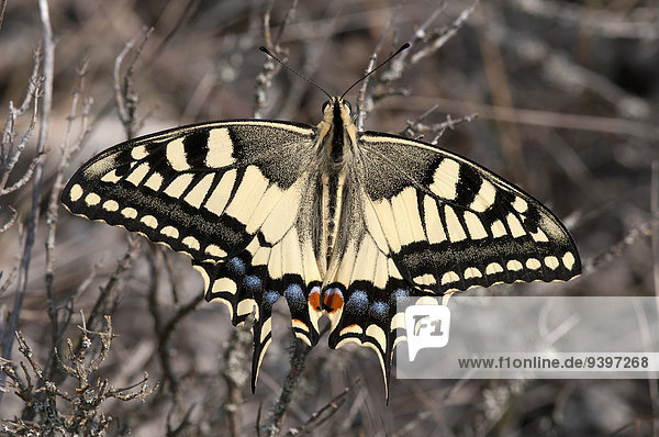 Schwalbenschwanz Papilio machaon Schmetterling Insekt