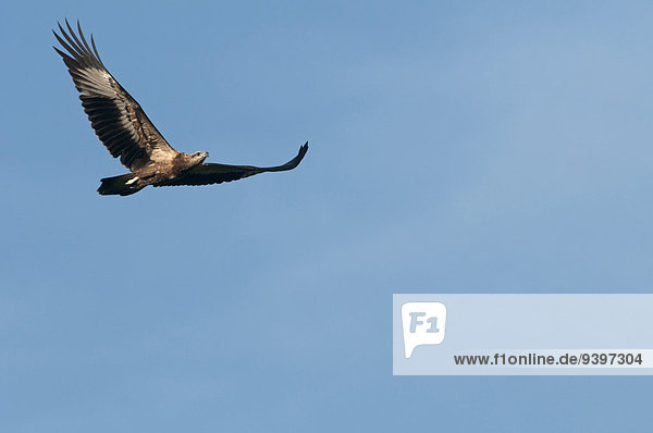 fliegen fliegt fliegend Flug Flüge Vogel Asien Adler Thailand