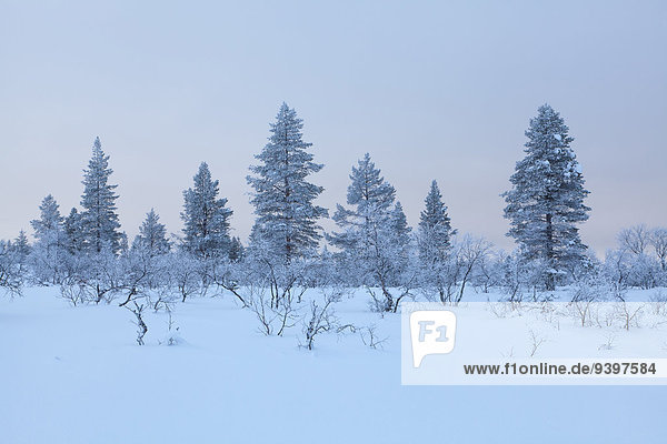Trees Europe Finland Kiilopää scenery landscape Lapland light mood snow Urho Kekkonen national park winter