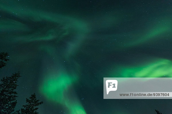 Nationalpark Landschaftlich schön landschaftlich reizvoll Europa Winter Nacht Himmel Landschaft Polarlicht Finnland Lappland Schnee Aurora borealis
