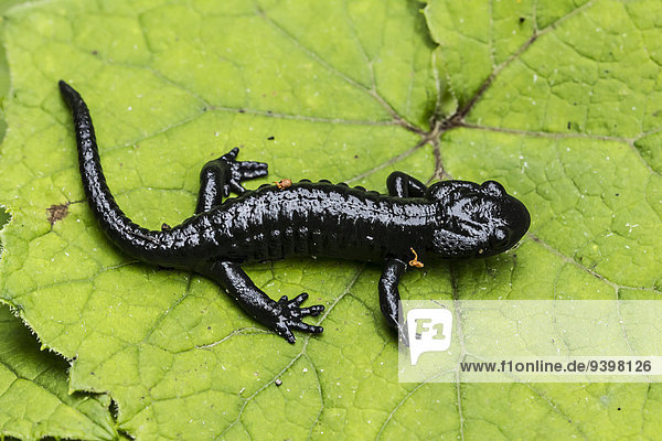 Tier schwarz Amphibie Salamander