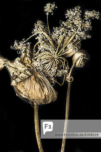 Withered giant hogweed