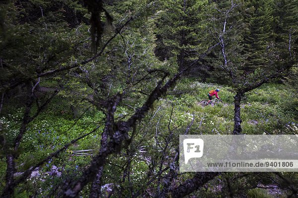 A woman decends a mountain bike trail in the Rattlesnake Mountains near Missoula  Montana.