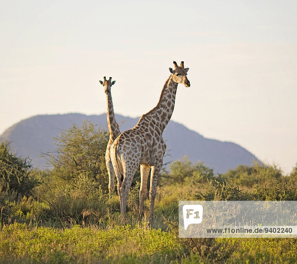 Ganzansicht Außenaufnahme stehend Landschaftlich schön landschaftlich reizvoll Giraffe Giraffa camelopardalis Tag Landschaft Schönheit niemand Säugetier Natur Querformat Namibia Tier Sehenswürdigkeit Wildtier Safari Fokus auf den Vordergrund Fokus auf dem Vordergrund grasen Idylle freie Natur