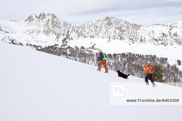 hoch oben nahe Himmel Hügel Hund groß großes großer große großen unbewohnte entlegene Gegend 2 Ski Bienenstock