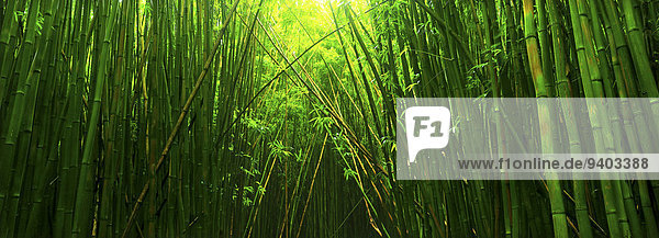 Vereinigte Staaten von Amerika USA Nationalpark Außenaufnahme Landschaftlich schön landschaftlich reizvoll Tag Ruhe folgen Baum Landschaft Schönheit niemand Wald Natur Querformat Bambus Hawaii Haleakala Nationalpark grün Idylle Maui freie Natur