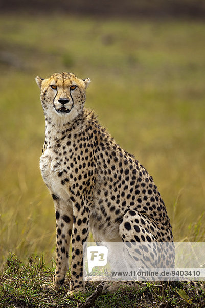 A Cheetah (Acinonyx jubatus) sits in Kenya's Masai Mara.