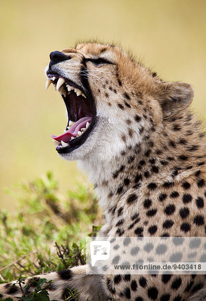 A wild cheetah (Acinonyx jubatus) yawns in Kenya's Masai Mara.