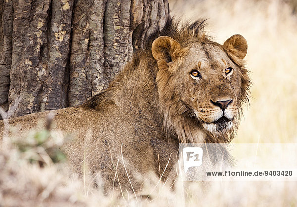 Pampashase Dolichotis patagonum Raubkatze Löwe Panthera leo ruhen Löwe - Sternzeichen Masai