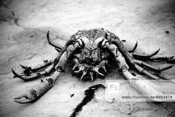 Felsbrocken liegend liegen liegt liegendes liegender liegende daliegen Krabbe Krebs Krebse