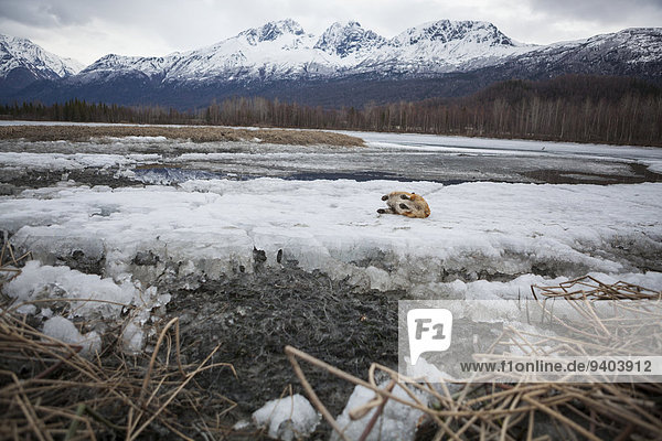 Naturschutzgebiet Außenaufnahme Berg Tag Landschaft Schönheit niemand Wald Hund 1 See Eis Natur Querformat Horizont Tier Kälte Haustier Chugach Mountains Alaska gefroren Idylle Einzelnes Tier freie Natur