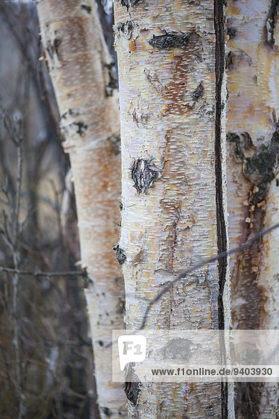 Baumstamm Stamm Vereinigte Staaten von Amerika USA Naturschutzgebiet Anschnitt Hochformat Außenaufnahme Muster Tag Ruhe Baum Landschaft Schönheit niemand Wald Natur Close-up Alaska Baumrinde Rinde Botanik Fokus auf den Vordergrund Fokus auf dem Vordergrund freie Natur Schnittmuster