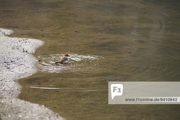 Sparrow bathing