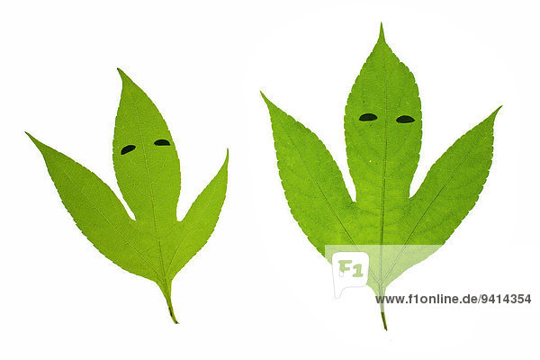 Leaf characters