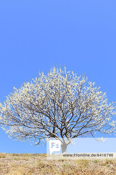 Pflaumenbaum Prunus domestica