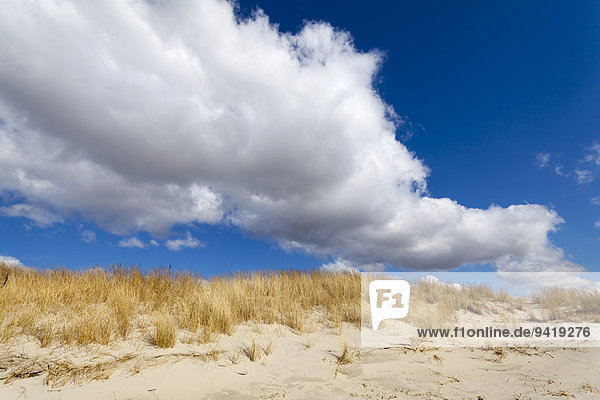 Dunes  Sankt Peter-Ording  Eiderstedt peninsula  Schleswig-Holstein  Germany