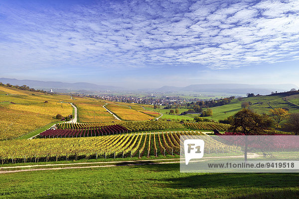 Herbstfarbene Rebberge mit Ausblick über das Klettgau  Cirrocumulus-Wolken am Himmel  Oberhallau  Hallau  Klettgau  Kanton Schaffhausen  Schweiz