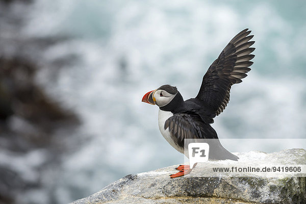 Papageitaucher (Fratercula arctica) auf einer Klippe über dem Meer  Vogelfelsen Skoruvíkurbjarg  Halbinsel Langanes  Norðurland eystra  Island
