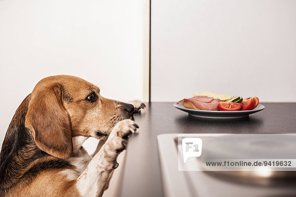 Beagle bettelt in der Küche