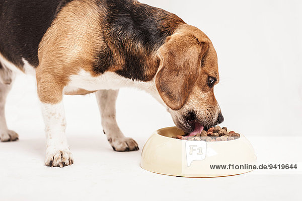 Beagle frisst aus einem Napf Trockenfutter