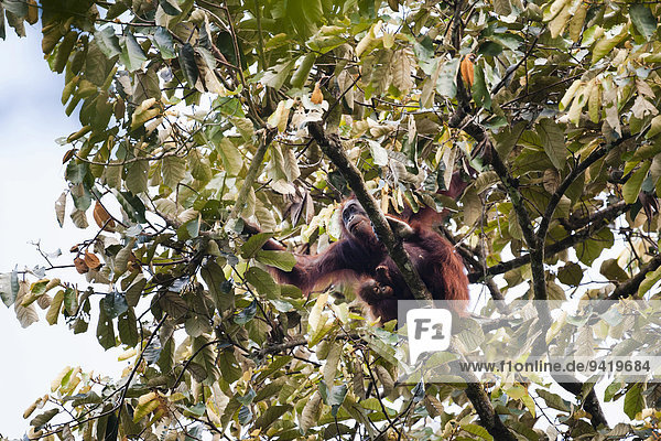 Borneo-Orang-Utan (Pongo pygmaeus)  Weibchen und Jungtier fressen Blätter  Kinabatangan  Sabah  Malaysia  Borneo