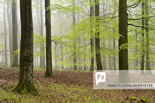 Nebliger Buchenwald im zeitigen Frühjahr  Nationalpark Kellerwald-Edersee  bei Gellershausen  Hessen  Deutschland