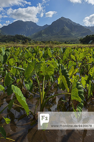 Feld mit Taropflanzen  Kaua?i  Hawaii  USA