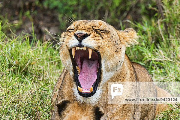 Löwin (Panthera leo) gähnt  Masai Mara  Kenia