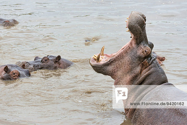 Flusspferd (Hippopotamus amphibius) mit Drohgebärde  Serengeti  Tansania