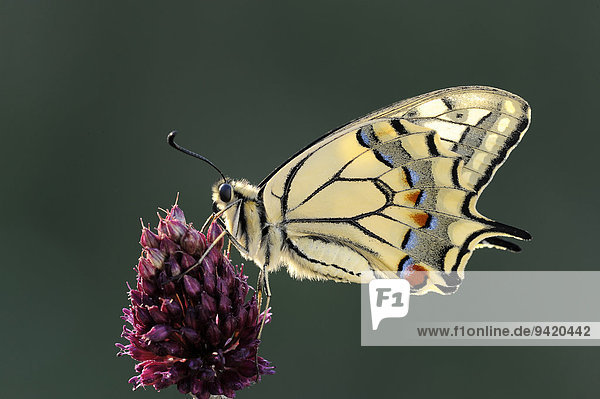 Schwalbenschwanz (Papilio machaon)  Region Pleven  Bulgarien