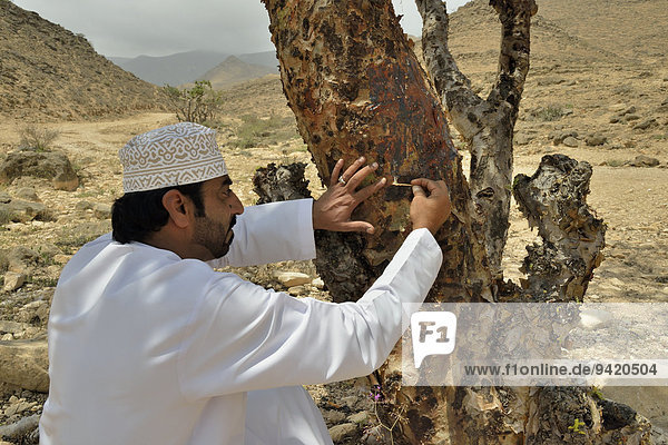 Local man harvesting the precious resin of an Frankincense Tree (Boswellia sacra)  near Mughsayl  Dhofar Region  Orient  Oman