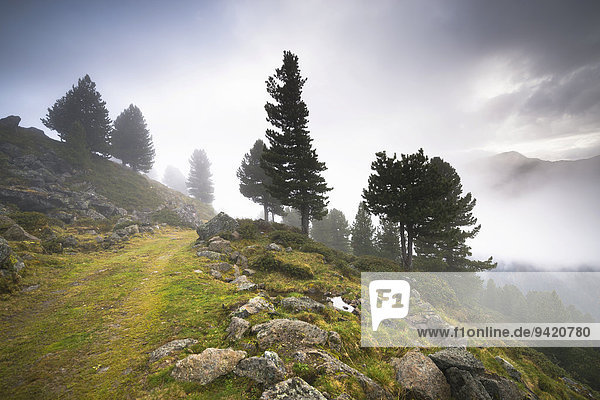Bewachsener Weg auf alpiner Hochalm  Juifenalm  hinten Zirbelkiefern (Pinus cembra)  Bergwald in Nebel  Sellraintal  Tirol  Österreich