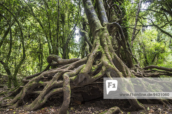 Southern Beech (Nothofagus) with a branched root system  Puyehue National Park  Los Lagos Region  Chile