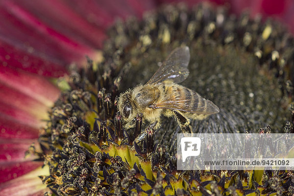 European Honey Bee (Apis mellifera) on a red Sunflower (Helianthus)
