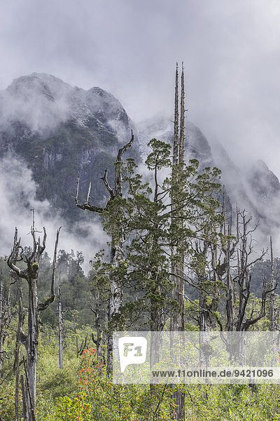 Abgestorbene Bäume vor frisch verschneiten Bergen,  Pumalín Park,  Chaitén,  Región de los Lagos,  Chile