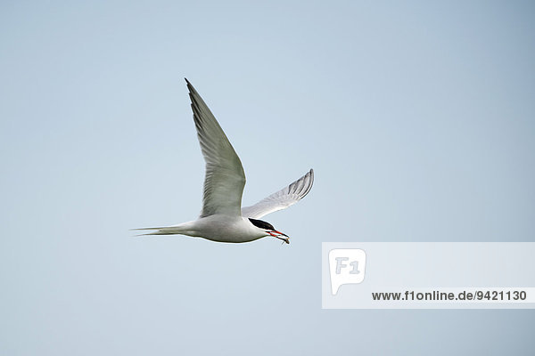 Common Tern (Sterna hirundo) in flight  Inner Farne  Farne Islands  Northumberland  England  United Kingdom