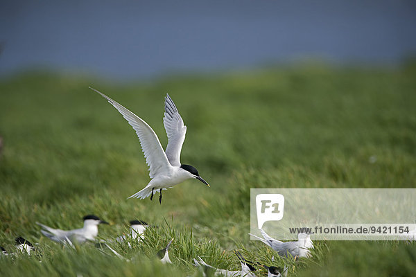 Sandwich Terns (Thalasseus sandvicensis) colony  Inner Farne  Farne Islands  Northumberland  England  United Kingdom