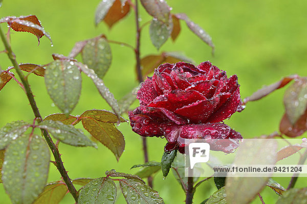 Rose (Rosa sp.) mit Regentropfen  Provinz Südtirol  Italien