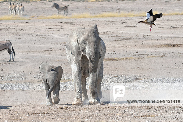 Afrikanischer Elefant (Loxodonta africana) mit Jungtier und Nilgans (Alopochen aegyptiacus) im Flug  Newbroni Wasserloch  Etosha-Nationalpark  Namibia