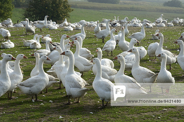 Weiße Gänse auf einer Gänsefarm Skurup Schweden
