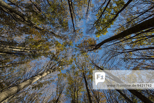 Herbstlaub  Steineichen von unten  Foreste Casentinesi Nationalpark  Italien