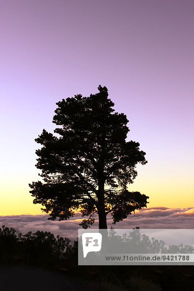 Silhouette eines Baumes bei Abendlicht  Kanarische Kiefer (Pinus canariensis)  Sonnenuntergang  Teneriffa  Kanarische Inseln  Spanien