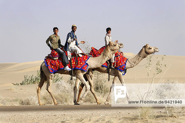 Kamelreiter unterwegs in der Wüste Thar  Sam  bei Jaisalmer  Rajasthan  Indien