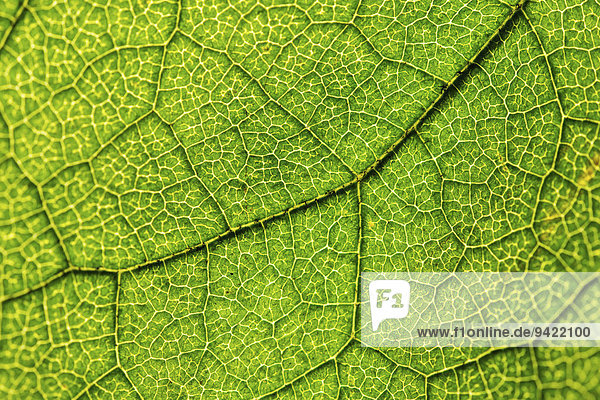 Grünes Blatt  Hasel (Corylus)  Blattadern
