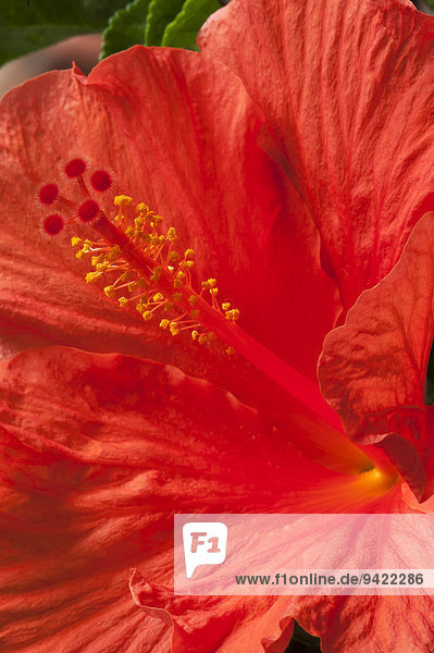 Staubgefäße einer Hibiskusblüte (Hibiscus)  Bayern  Deutschland