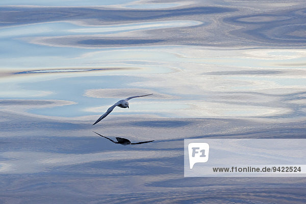 Eissturmvogel (Fulmaris glacialis) im Flug  Wolken und Abendhimmel spiegeln sich im Meer  Grönland