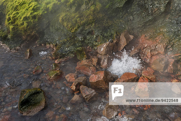 Heiße Quelle Deildartunguhver  eine der wasserreichsten in Island mit 180 Litern kochendem Wasser pro Sekunde  Reykholtsdalur  Island